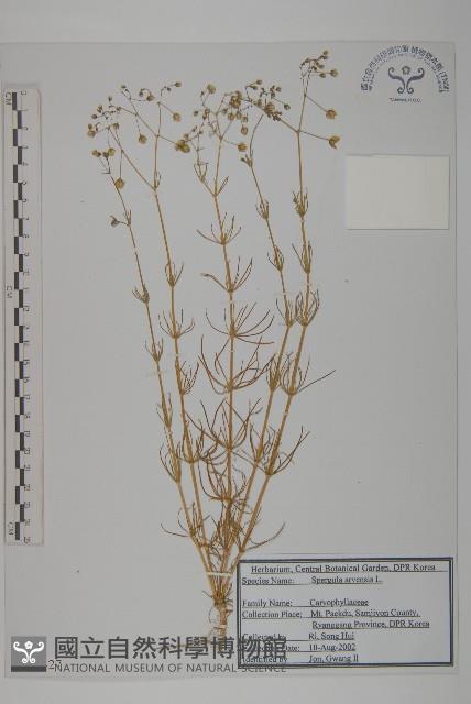 大爪草藏品圖，第1張