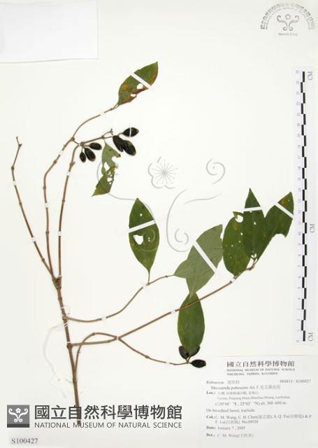 毛玉葉金花藏品圖，第1張