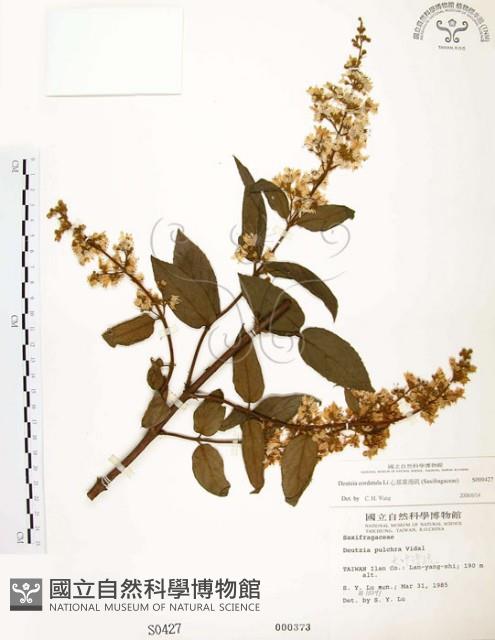 心基葉溲疏藏品圖，第1張