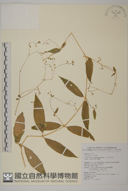 獨子繁縷藏品圖，第1張