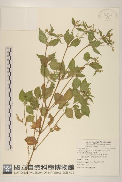 粗毛小米菊藏品圖，第1張