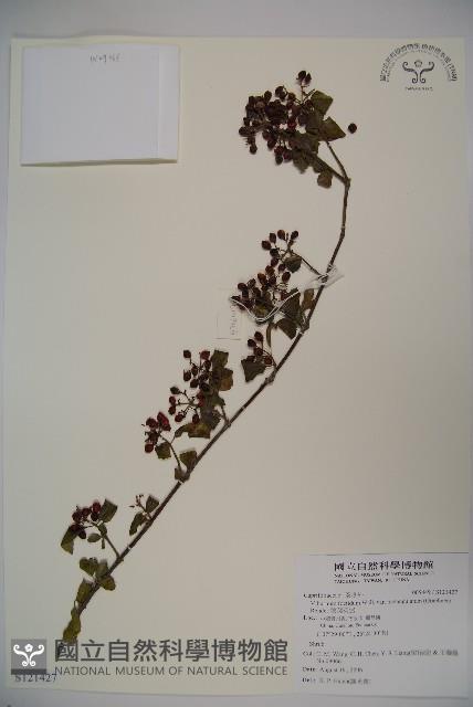 狹葉莢迷藏品圖，第1張