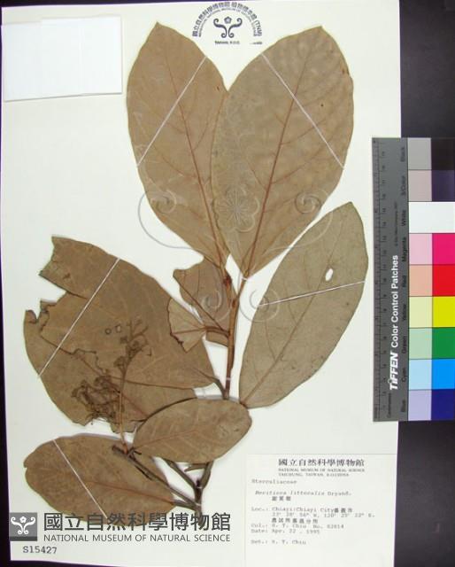 銀葉樹藏品圖，第1張