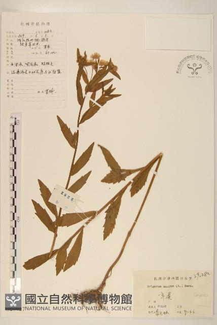 白頂飛蓬藏品圖，第1張