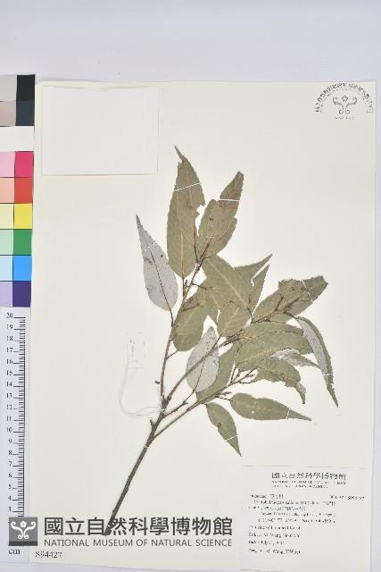 白背櫟藏品圖，第1張
