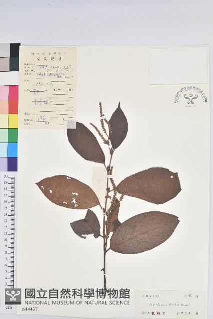 黃毛五月茶藏品圖，第1張