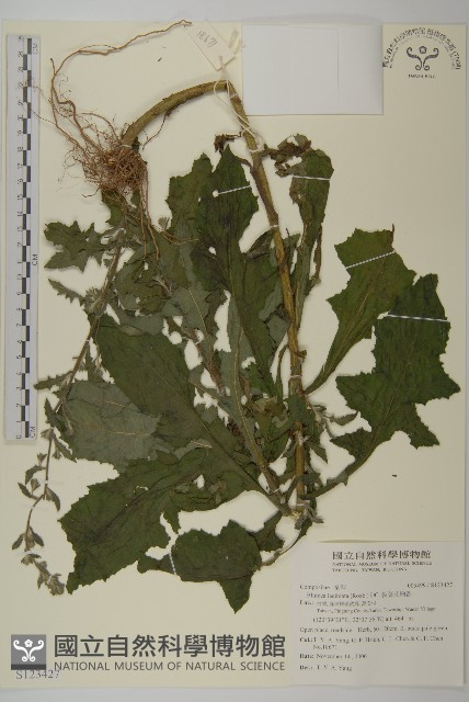 裂葉艾納香藏品圖，第1張