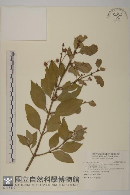 扶芳藤藏品圖，第1張