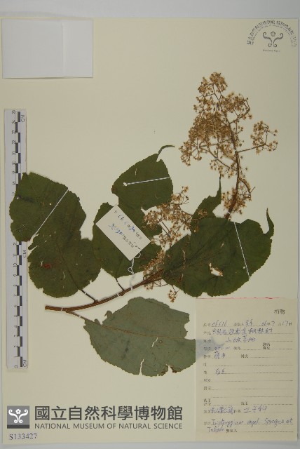 東北雷公藤藏品圖，第1張