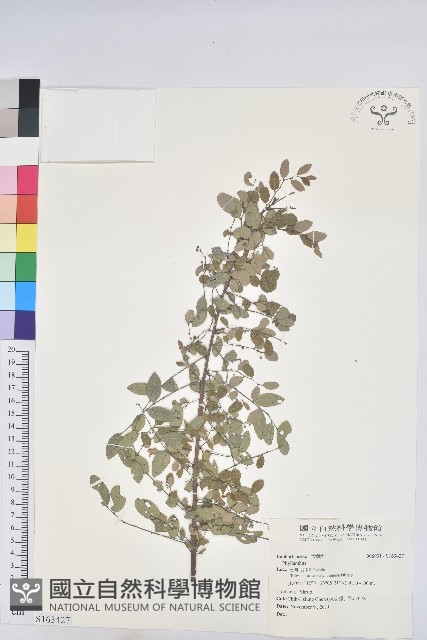 登錄號:S163427藏品圖，第1張