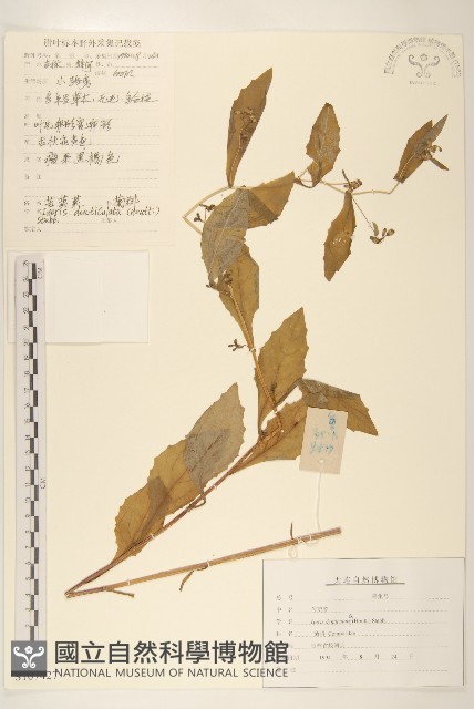 苦實菜藏品圖，第1張