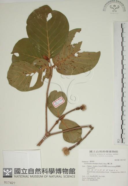 欖仁舅藏品圖，第1張