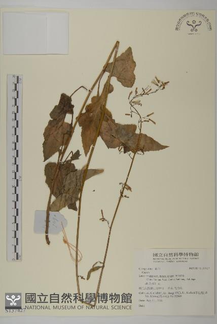 登錄號:S137427藏品圖，第1張