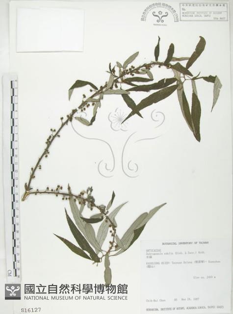 水麻藏品圖，第1張