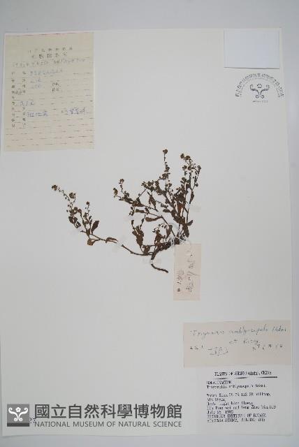 鈍萼附地菜藏品圖，第1張