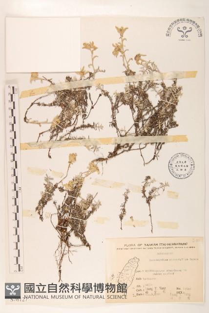 玉山薄雪草藏品圖，第1張