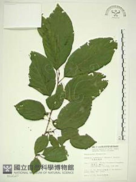 中原氏鼠李藏品圖，第1張