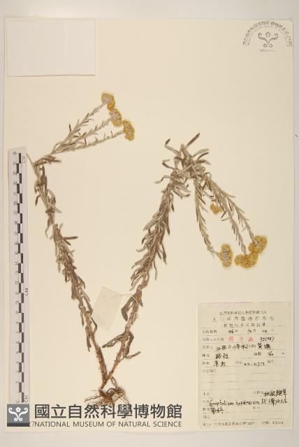 秋鼠麴草藏品圖，第1張