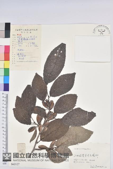 杜仲藏品圖，第1張