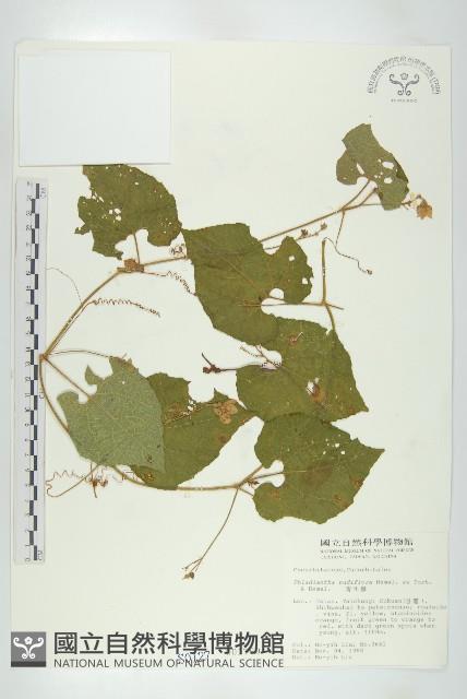 青牛膽藏品圖，第1張