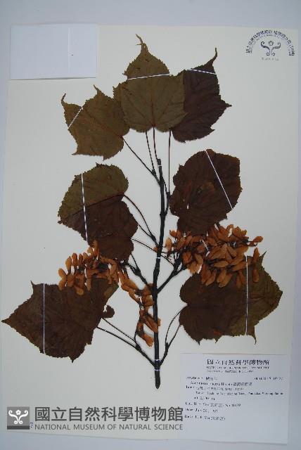 臺灣紅榨槭藏品圖，第1張