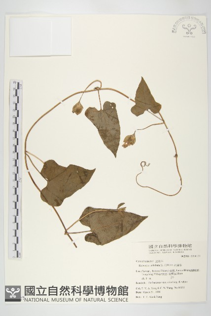 吊鐘藤藏品圖，第1張