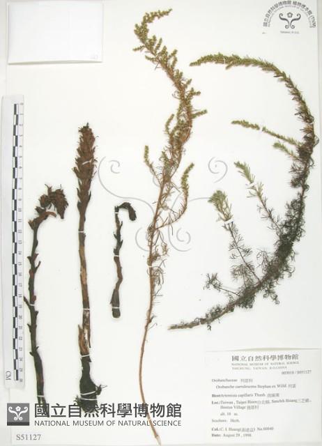 列當藏品圖，第1張