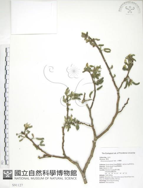 構樹藏品圖，第1張