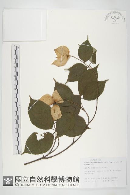 四照花藏品圖，第1張