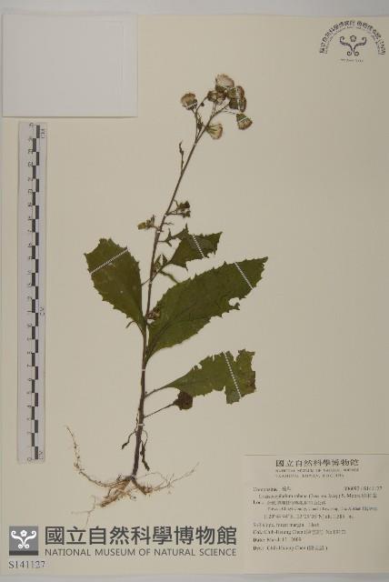 昭和草藏品圖，第1張