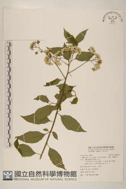 小舌菊、蔓綿菜藏品圖，第1張