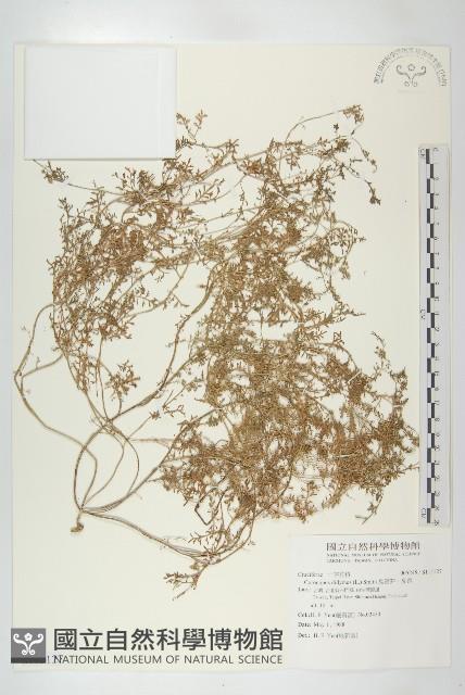 臭濱芥、臭薺藏品圖，第1張