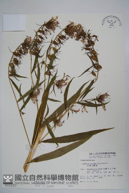 大本山梗菜藏品圖，第1張