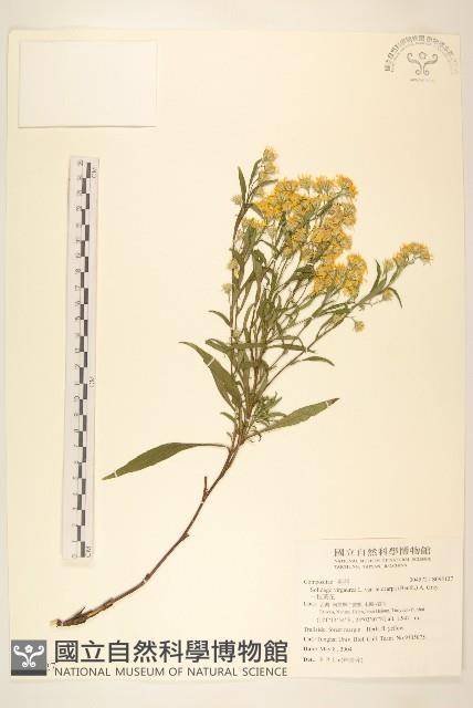 一枝黃花藏品圖，第1張