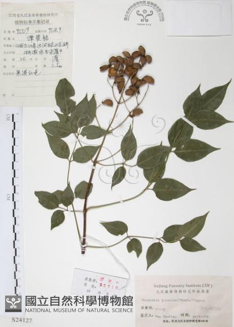 灰色木藍藏品圖，第1張