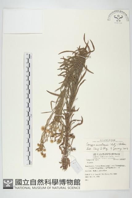 野茼蒿藏品圖，第1張