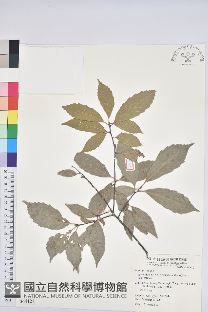 青剛櫟、鐵椆藏品圖，第1張