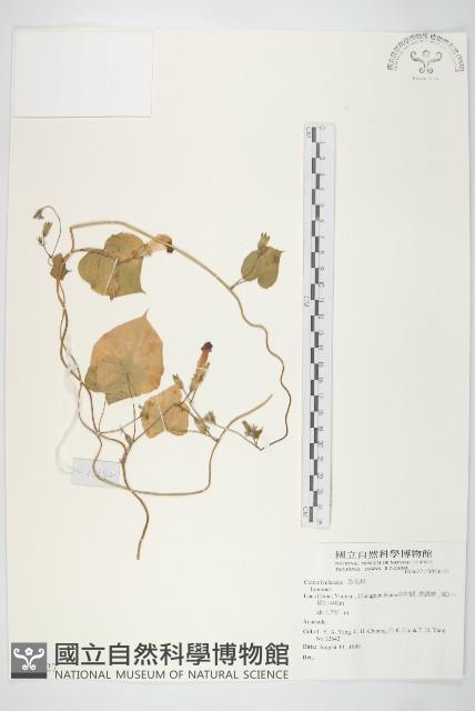 登錄號:S074127藏品圖，第1張