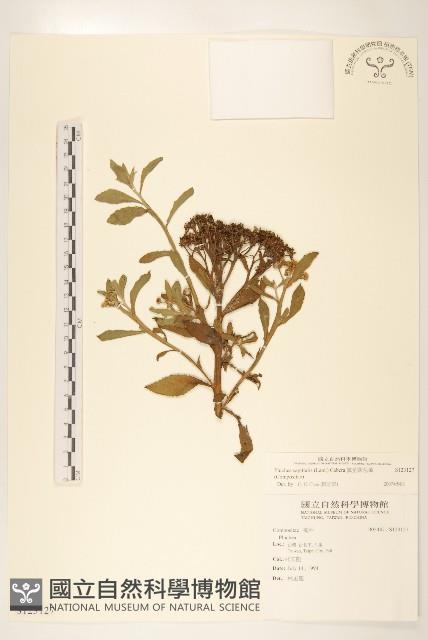 翼莖闊苞菊藏品圖，第1張