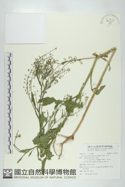 風花菜、球果山芥菜藏品圖，第1張