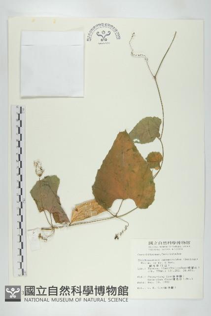 王瓜藏品圖，第1張