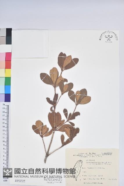 黃花著生杜鵑藏品圖，第1張