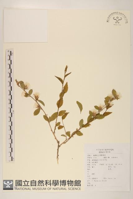 螞蚱腿子藏品圖，第1張