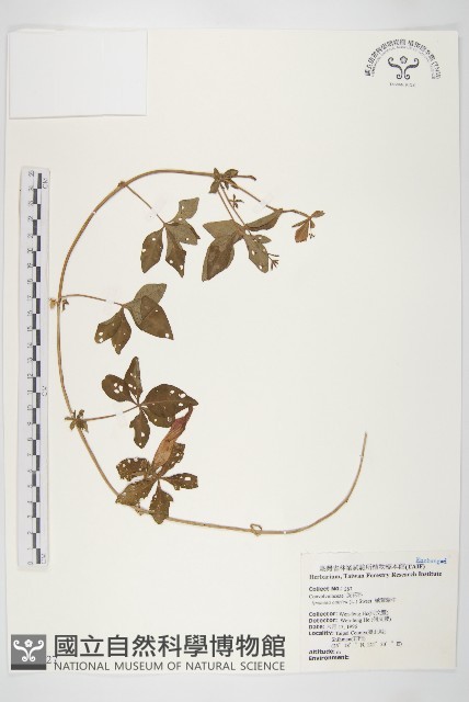 番仔藤藏品圖，第1張