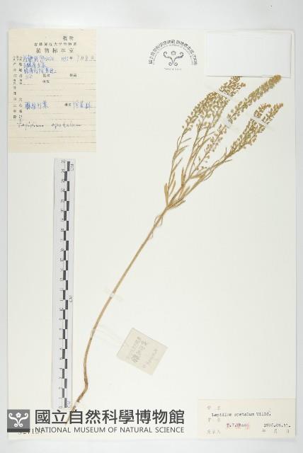 腺獨行菜藏品圖，第1張