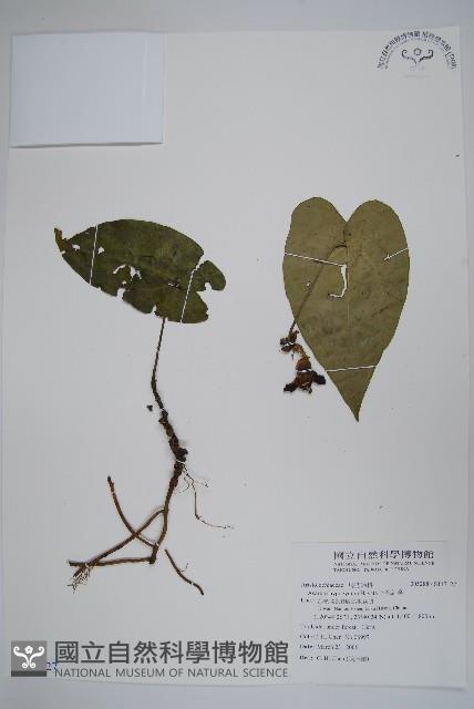 下花細辛藏品圖，第1張