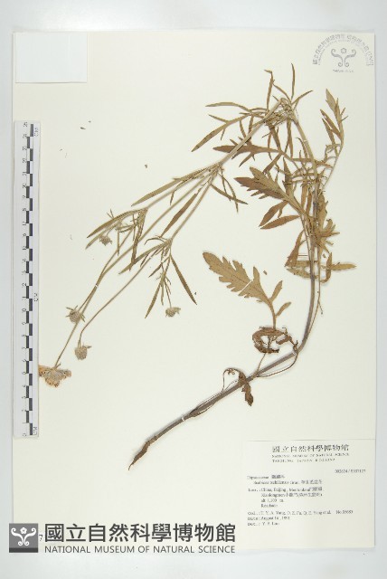 華北藍盆花藏品圖，第1張