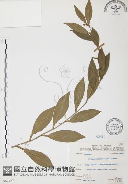 柚葉藤藏品圖，第1張