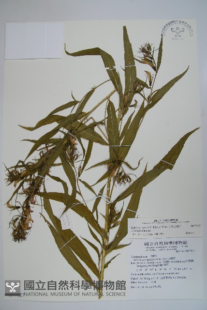 大本山梗菜藏品圖，第1張