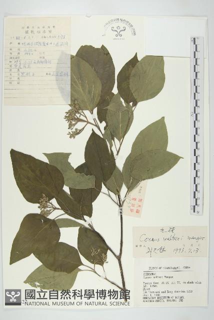 毛棶藏品圖，第1張